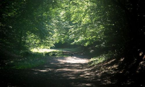 Zdjecie RUMUNIA / paskowy Padis / okolice Padis / Samotny wdrowiec.