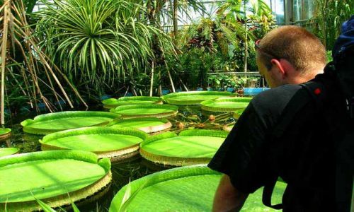 Zdjecie RUMUNIA / Transylwania / Cluj-Napoca / Ogród botaniczny w Klużu