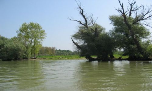Zdjęcie RUMUNIA / Tulcza / okolice Murighol / Delta Dunaju