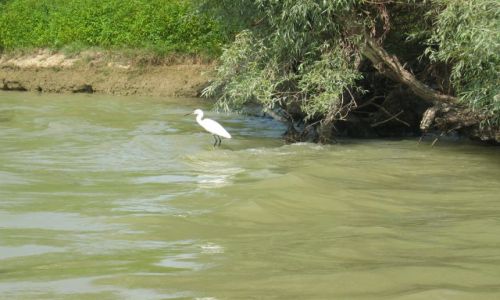 Zdjęcie RUMUNIA / Tulcza / okolice Murighol / Czapla