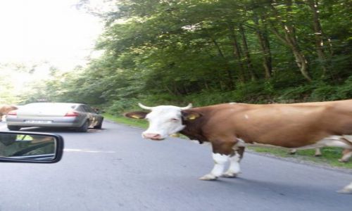 Zdjecie RUMUNIA / Brasov / Munti Bucegi / :)
