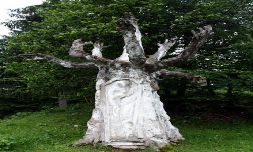 Zdjcie RUMUNIA / Transylwania / Valea mare / Drzewo z doni