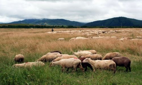 Zdjcie RUMUNIA / Transylwania / Valea mare / Owce