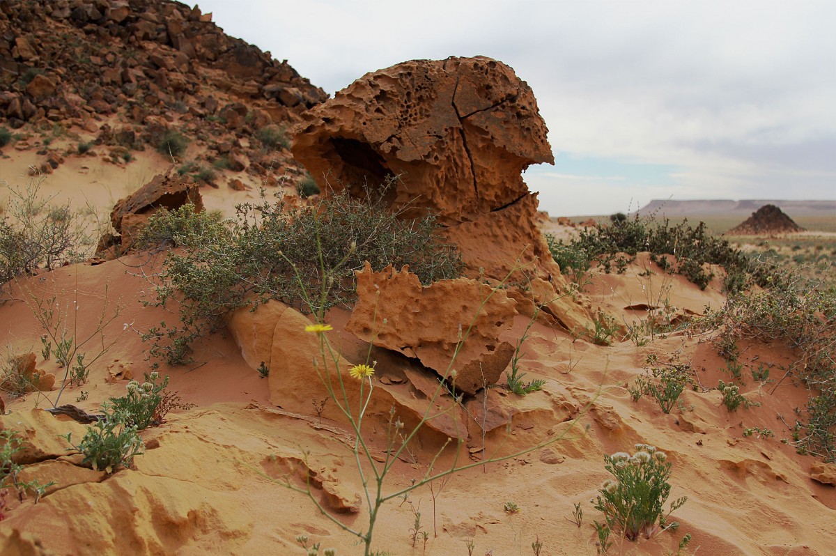 Zdjęcia: gdzieś w piaskach pustyni, Sahara, Saharyjski grzybek, SAHARA ZACHODNIA Zdjęcia: gdzieś w piaskach pustyni, Sahara, Saharyjski grzybek, SAHARA ZACHODNIA