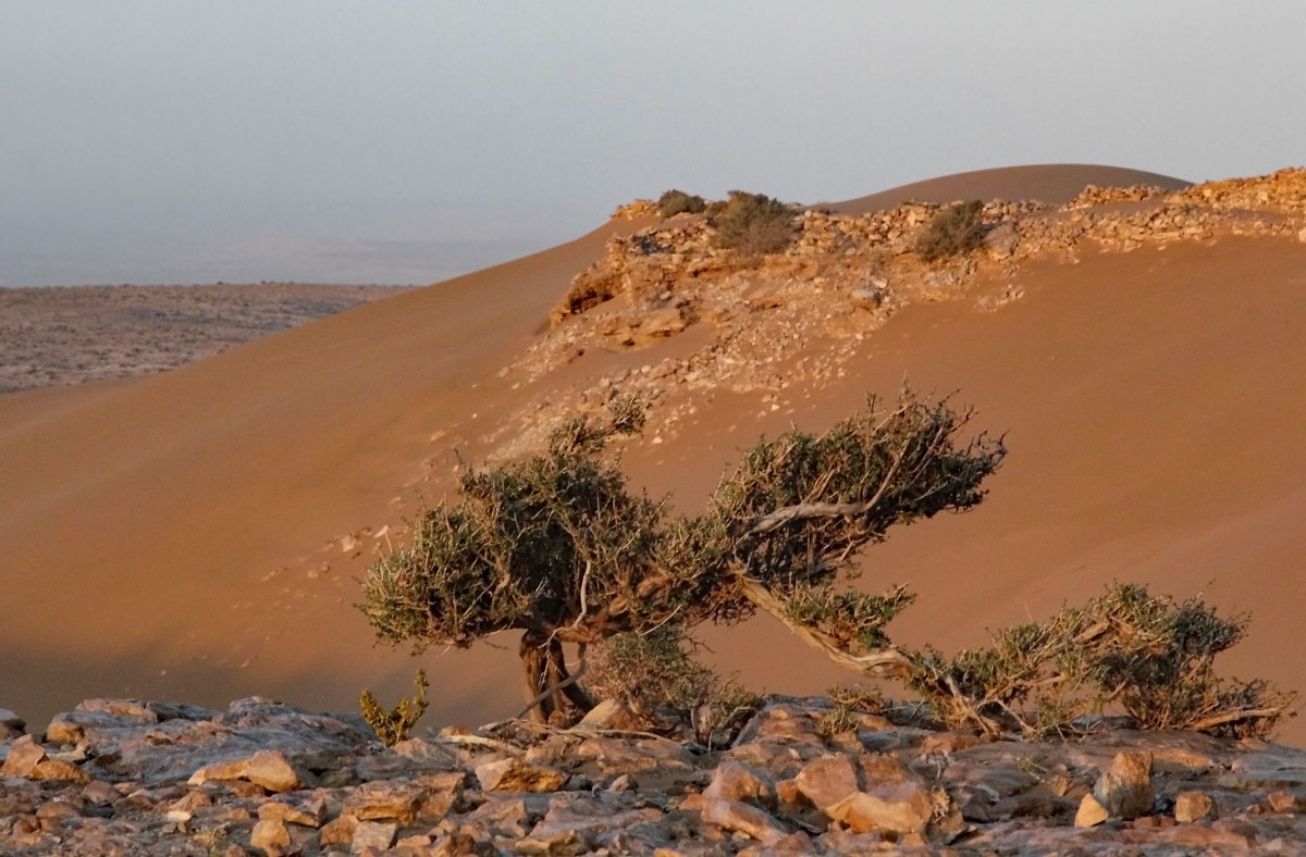 Zdjęcia: w piaskach pustyni, Laâyoune-Sakia El Hamra, Na saharyjskim klifie, SAHARA ZACHODNIA Zdjęcia: w piaskach pustyni, Laâyoune-Sakia El Hamra, Na saharyjskim klifie, SAHARA ZACHODNIA