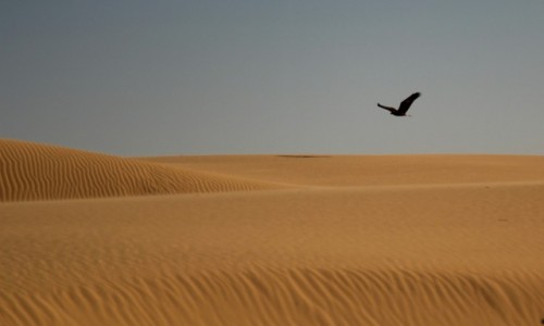 Zdjecie SAHARA ZACHODNIA / Sahara / Sahara / Lot nad piaskami