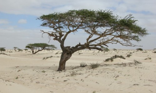 Zdjecie SAHARA ZACHODNIA / Sahara / Sahara / Zima na pustyni