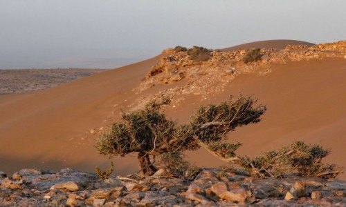 Zdjęcie SAHARA ZACHODNIA / Laâyoune-Sakia El Hamra / w piaskach pustyni / Na saharyjskim klifie