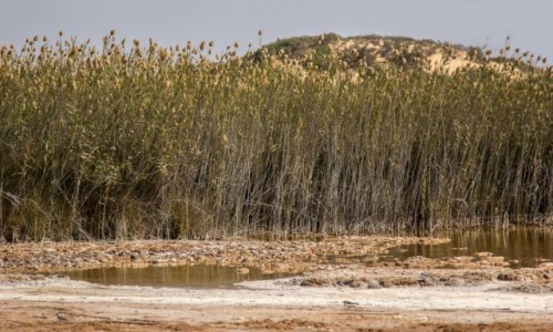 Zdjcie SAHARA ZACHODNIA / Dakhla-Oued Ed-Dahab / Sebkhet Imlily / Woda na pustyni
