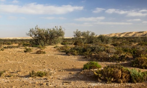 Zdjcie SAHARA ZACHODNIA / Al-Ujun-As-Sakija al-Hamra / Haoui en Naam / Jak to na hamadzie,tu wydemka,tam ouedzik