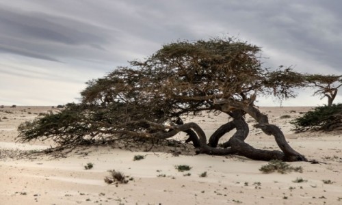 Zdjęcie SAHARA ZACHODNIA / Al-Ujun-As-Sakija al-Hamra / w piaskach pustyni / Pustynna akacja