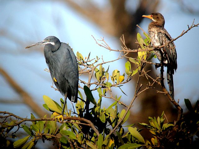 Zdjęcia: Park Nikolo-Koba, czapla rafowa i kormoran egipski, SENEGAL Zdjęcia: Park Nikolo-Koba, czapla rafowa i kormoran egipski, SENEGAL