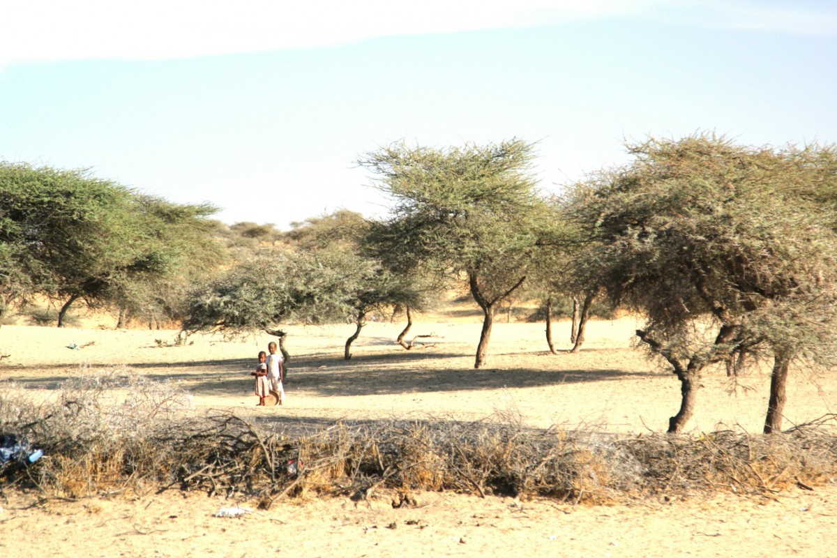 Zdjęcia: Sahel, Sahel, W pobliżu domu, SENEGAL Zdjęcia: Sahel, Sahel, W pobliżu domu, SENEGAL