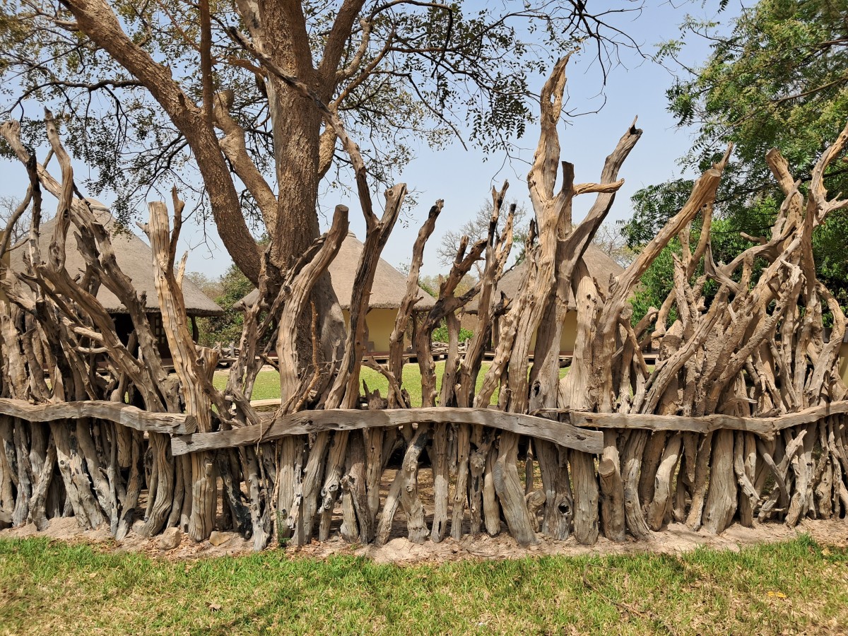 Zdjęcia: Rezerwat Fathala, Djinak Diatako, Płotek, SENEGAL Zdjęcia: Rezerwat Fathala, Djinak Diatako, Płotek, SENEGAL