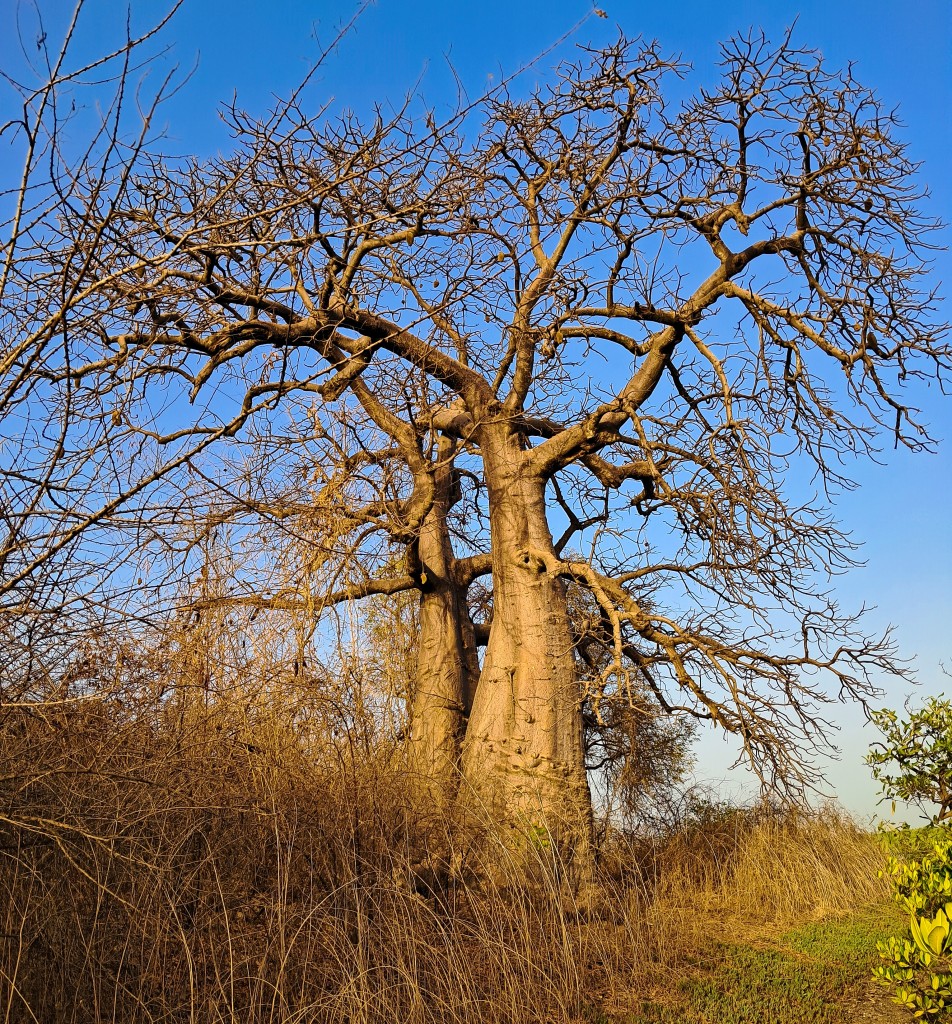 Zdjęcia: ., Rozlewisko rzeki Saloum, Na wyspie baobabów, SENEGAL Zdjęcia: ., Rozlewisko rzeki Saloum, Na wyspie baobabów, SENEGAL