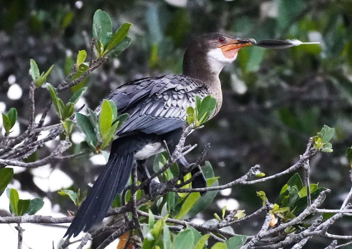 Zdjęcia: ., Rozlewisko rzeki Saloum, Kormoran z piórkiem, SENEGAL Zdjęcia: ., Rozlewisko rzeki Saloum, Kormoran z piórkiem, SENEGAL