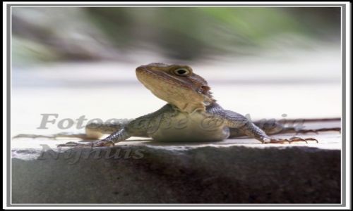 Zdjecie SENEGAL / Afryka / jedna z wysp  w Senegalu / salamander