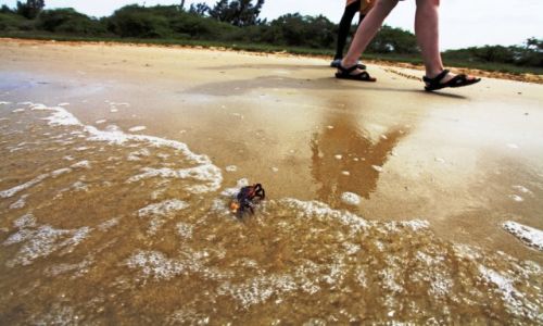 Zdjecie SENEGAL / Saint Louis / Nationa Park / African Beach