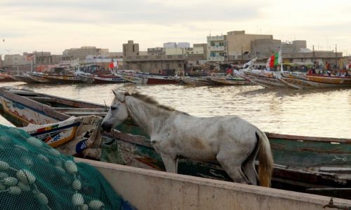 Zdjcie SENEGAL / Saint Louis / port rybacki w Saint Louis / Niepasujcy element
