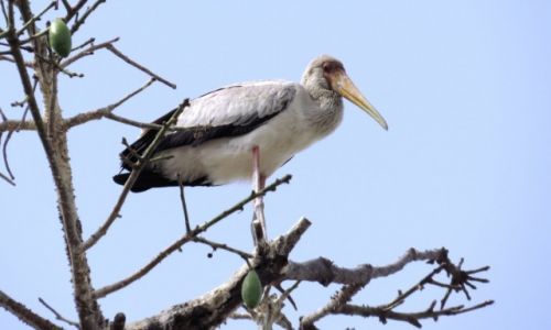 Zdjcie SENEGAL / Casamance / Ziguinchor / Dawigad afrykaski
