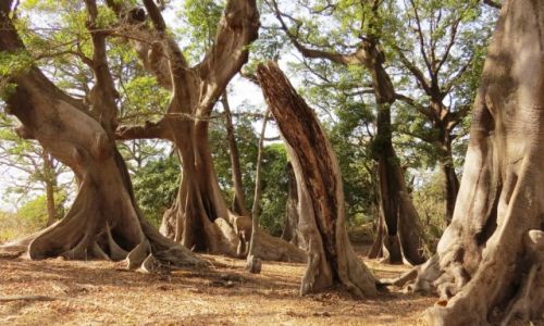 Zdjecie SENEGAL / Prowincja Casamance / Cap Skirring / Las kapokowy