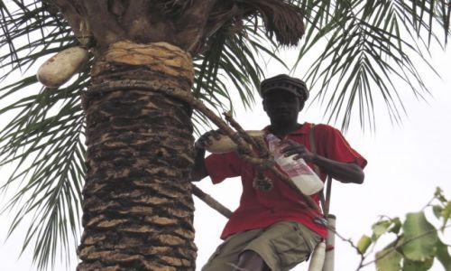 Zdjcie SENEGAL / Prowincja Casamance / Cap Skirring / Zbir wina palmowego