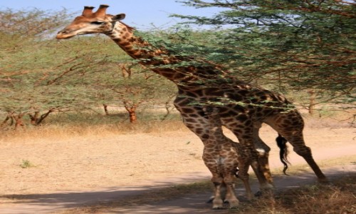 Zdjcie SENEGAL / Pnocny Senegal / Rezerwat Bandia / Z tat najbezpieczniej