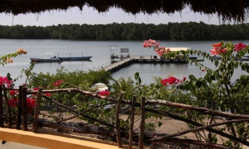 Zdjęcie SENEGAL / Północny Senegal / Rzeka Saloum / Nad rzeką