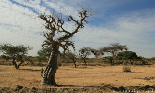 Zdjecie SENEGAL / Sahel / Sahel / Baobab