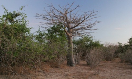 Zdjecie SENEGAL / Sahel / Sahel / Baobab o poranku