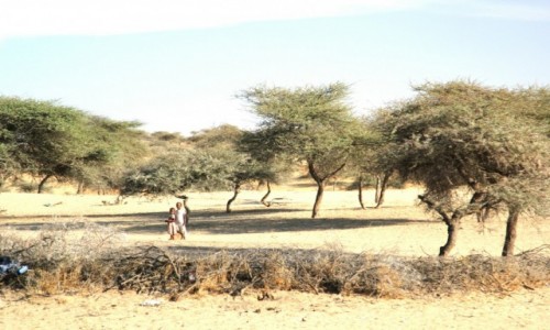 Zdjecie SENEGAL / Sahel / Sahel / W pobliu domu