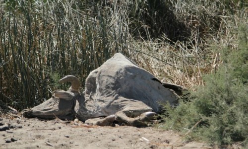 Zdjecie SENEGAL / Sahel / Sahel / Zebu