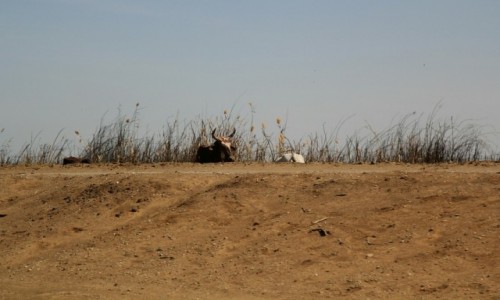 Zdjecie SENEGAL /  PARK NARODOWY OISEAUX DU DJOUDJ /  PARK NARODOWY  / Gapie