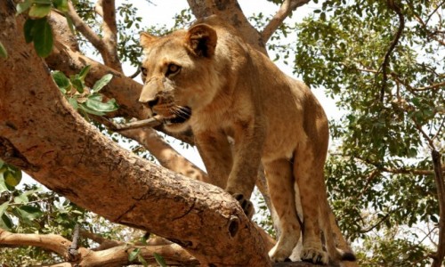 Zdjecie SENEGAL / Pnocny Senagal / Park Fathala / Kocica
