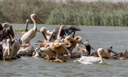 Zdjecie SENEGAL / - / Park Djoudj / Pelikany