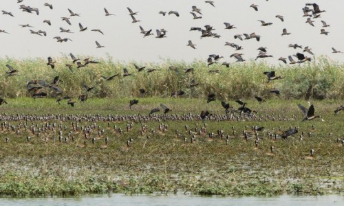 Zdjecie SENEGAL / - / Park Narodowy Oiseaux du Djoudj / Park Narodowy Oiseaux du Djoudj