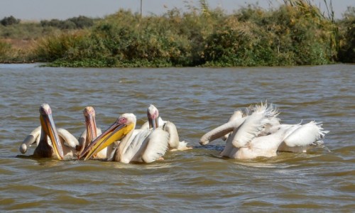 Zdjecie SENEGAL / - / Djoudj  / Djoudj - Pelikany