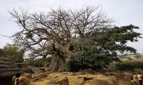 Zdjecie SENEGAL / Bassari / wioska ludu batik / Baobab Bedikw