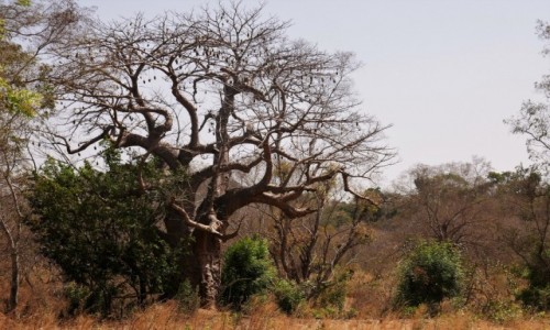 Zdjecie SENEGAL / Poudniowo-wschodnia cz Senegalu / wioska Bedik / Dua liczba baobabw czyni krajobraz Senegalu wyjtkowym