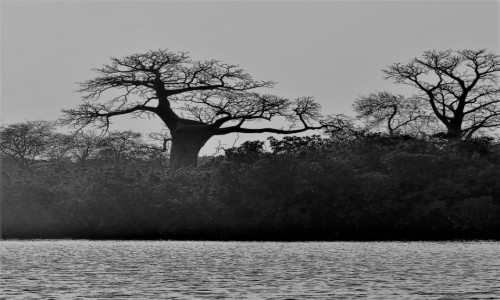 Zdjecie SENEGAL / Rozlewisko rzeki Saloum / Wyspa Baobabw / Baobabki