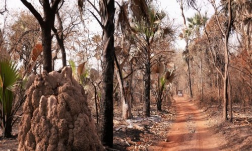 Zdjcie SENEGAL / Poudniowo-wschodnia cz Senegalu / Nikolo Koba / Park Nikolo Koba - wpisany na list UNESCO