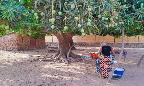 Zdjęcie SENEGAL / Region Kédougou / Dindefelo / Pod mangowcem