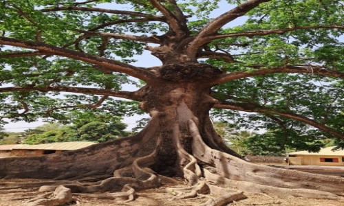 Zdjecie SENEGAL / Ziguinchor / Wyspa Carabane / Drzewo kapokowe, inaczej Ceiba - Puchowiec picioprcikowy