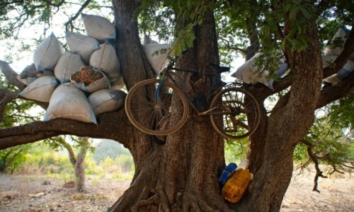 Zdjecie SENEGAL / Banjul / Masyw grski Futa Dalon / Magazyn pod koron drzewa