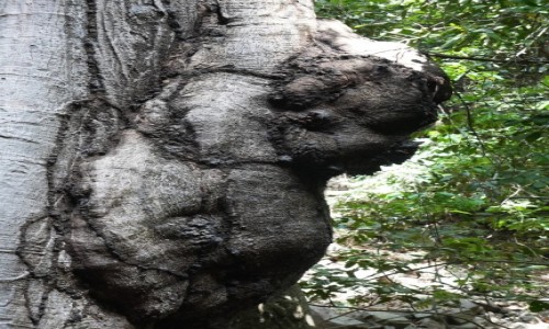 Zdjęcie SENEGAL / Region Kédougou  / Dindefelo / Narośl na drzewie Co przedstawia?