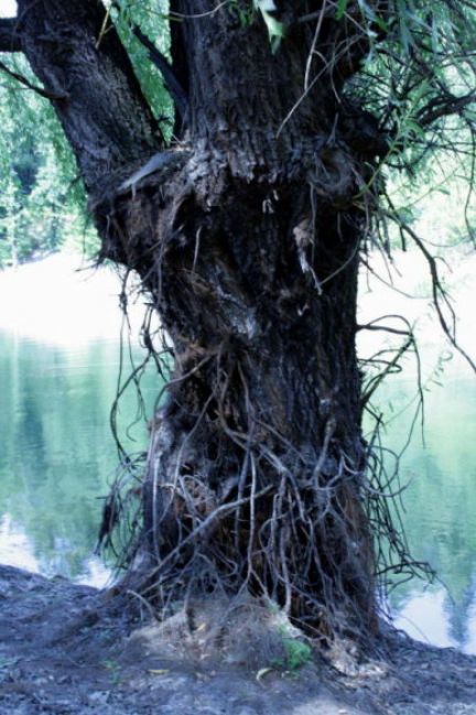 Zdjęcia: Jezioro, Bor, Jezioro Borskie, SERBIA Zdjęcia: Jezioro, Bor, Jezioro Borskie, SERBIA