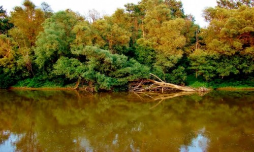 Zdjęcie SERBIA / pomoravski / Jagodina / Koncarevo-rzeka Wielka Morawa