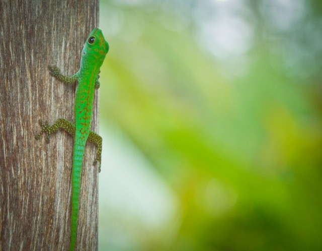 Zdj cia: Denis Island, Denis Island, konkurs, SESZELE Zdj cia: Denis Island, Denis Island, konkurs, SESZELE