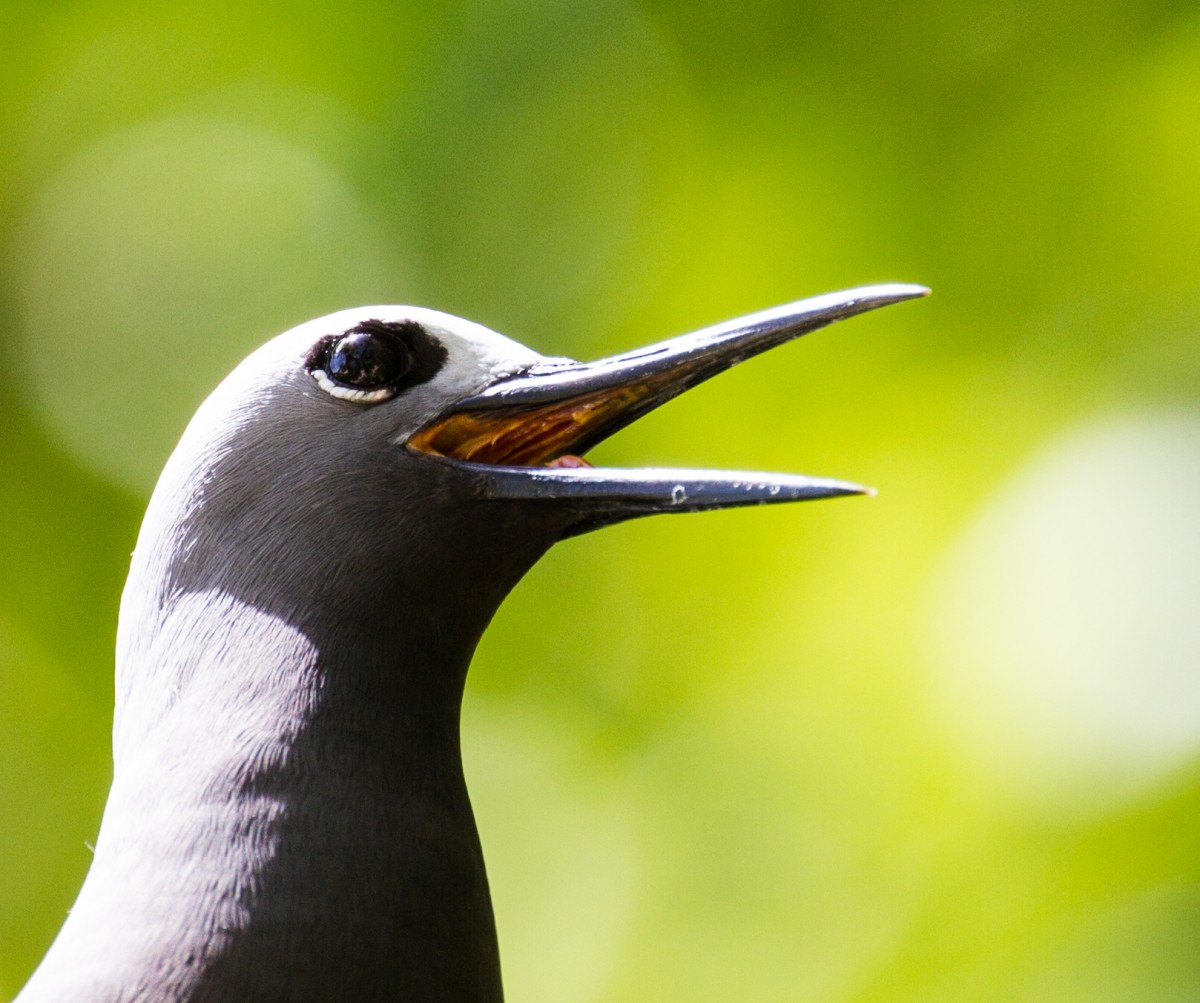 Zdjęcia: PN na wyspie Cousin, Praslin, Seszele, SESZELE Zdjęcia: PN na wyspie Cousin, Praslin, Seszele, SESZELE