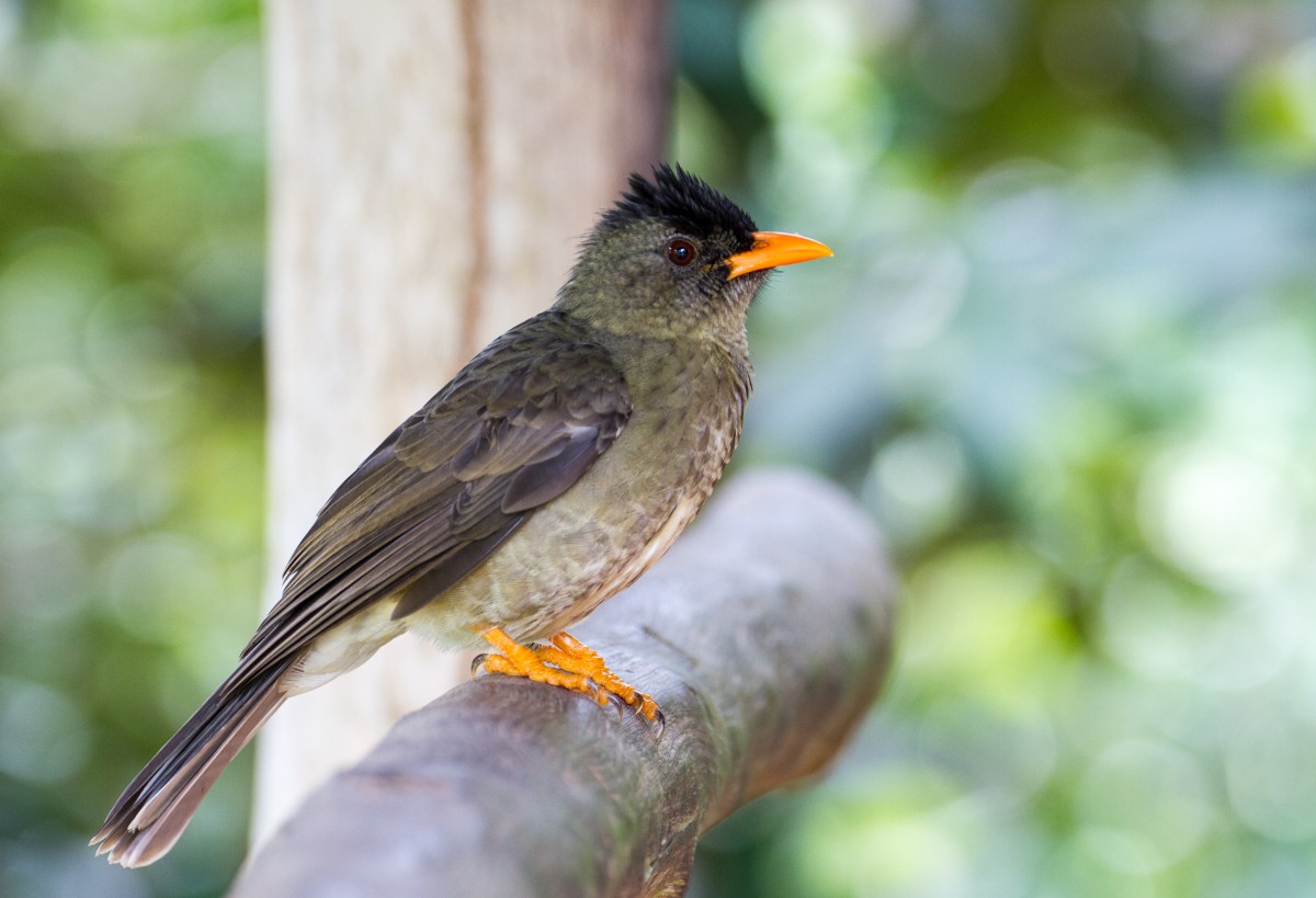 Zdjęcia: La Digue, La Digue, Seszele, SESZELE Zdjęcia: La Digue, La Digue, Seszele, SESZELE
